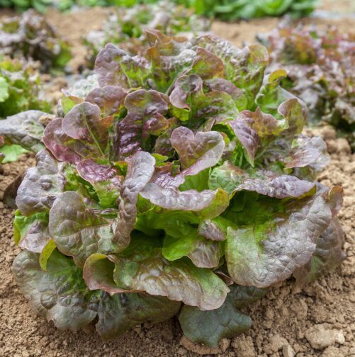 Salāti 'Gloire du Dauphiné'